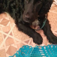 Найдена собака, порода спаниель, окрас черный