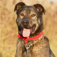 Отдам в добрые руки:  кастрирован 60 см в холке