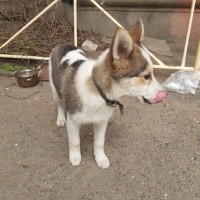Найден щенок, окрас белый с серыми и коричневыми пятнами