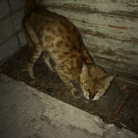Найдена кошка, окрас тигриный