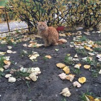 В добрые руки, кот, окрас рыжий