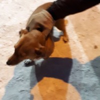 Найдена собака, порода такса, окрас коричневый