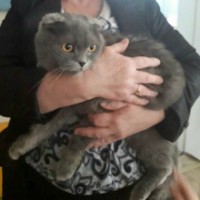 Найден кот, порода британская, окрас дымчатый