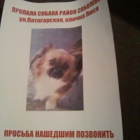 Пропала собака г Сочи ул Пятигорская
