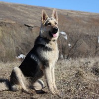 Пропала собака, порода восточно европейская овчарка