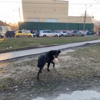 Найден пёс, окрас черный