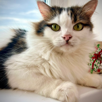 Отдам в добрые руки:  котик кот котик