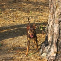 Потерялась собака, порода русский той-терьер, окрас коричневый с рыжим подпалом
