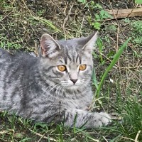 Найдена котенок, окрас серый