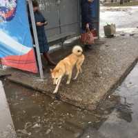 Найден пёс, окрас рыжий