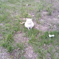 Найдена кошка, окрас белый с рыжими пятнами