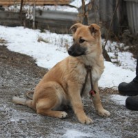 В добрые руки, собака, окрас коричнево-белый