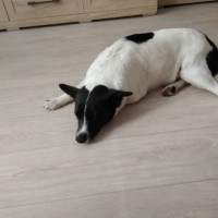 Найдена собака, окрас бело-черный