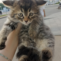 Найдено:  котенок