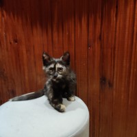 Ищу добрые руки