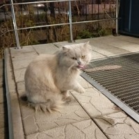 Найдено: кот/кошка