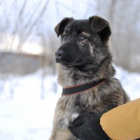 В добрые руки, собака, окрас коричнево-черный