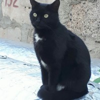 Найдена кошка, окрас черный с белыми пятнами