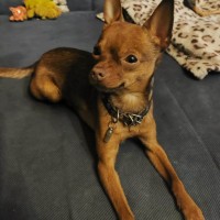 Пропала собака