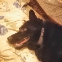 Найдена собака, немецкая овчарка, окрас чёрный