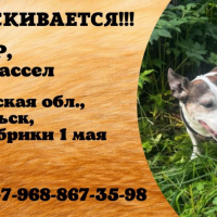 Потеряно:  собака собака