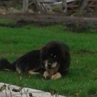 Пропала собака, порода тибетский мастиф, окрас черно-коричневый.