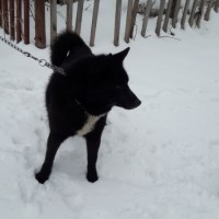 Найдена собака, окрас черный с белой грудкой