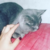Найден котик, окрас серый