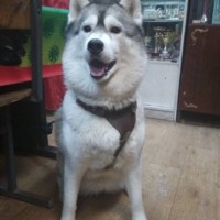 Найдена собака, порода хаски, окрас бело-серый