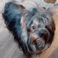 Пропала собачка, порода йоркширский терьер, окрас черно-коричневый