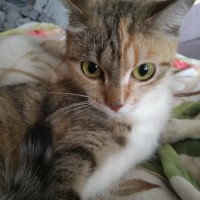 Найдена кошка, окрас трехцветный, полосатая