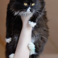 В добрые руки, кошка, окрас черный с белыми пятнами