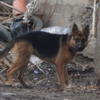 Найдена собака, порода немецкая овчарка, окрас черно-коричневый
