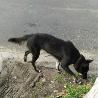 Найден пес, окрас черный, с ошейником