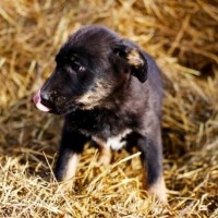 В добрые руки, щенок, окрас черный с белыми пятнами