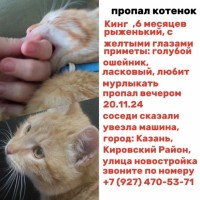 ‼️Пропал котенок в Казани‼️