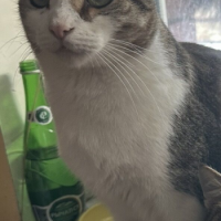 Потеряно:  кошка кот