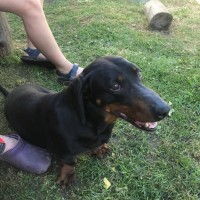 Найдена собака, порода такса, окрас черно-коричневый