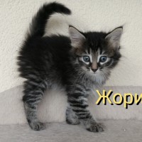 В добрые руки, котята