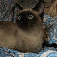 Найден котенок, окрас сиамский