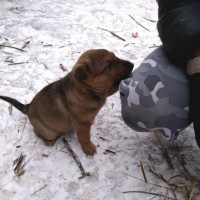 В добрые руки, щенки