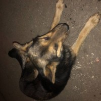 Найдена собака, порода помесь немецкой овчарки, окрас черно-коричневый