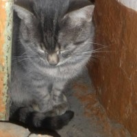 Найден котенок, окрас темно-серый