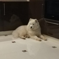 Найдена собака, порода самоедская лайка, окрас белый