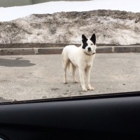 Найдена собака, окрас белый, уши черные