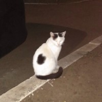 Найден кот, окрас белый с черными пятнами