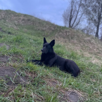 Потеряно:  собака собака