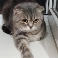 Найдена кошка, порода вислоухая, окрас серый
