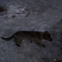 Найдена собака, окрас коричнево-черный с белой грудкой