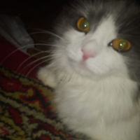 Потеряно:  кошка